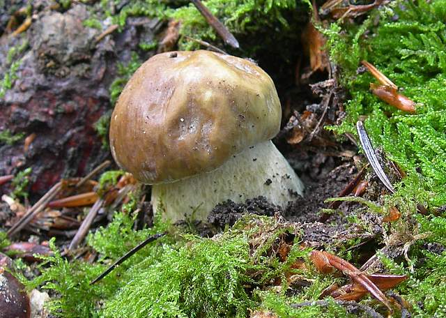 I  Funghi  della  faggeta  calcarea